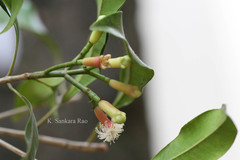 Syzygium aromaticum